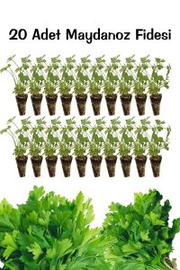 Maydanoz Fidesi 20 Adet - 3