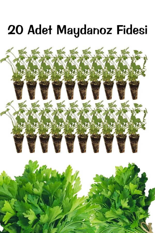 Maydanoz Fidesi 20 Adet - 3