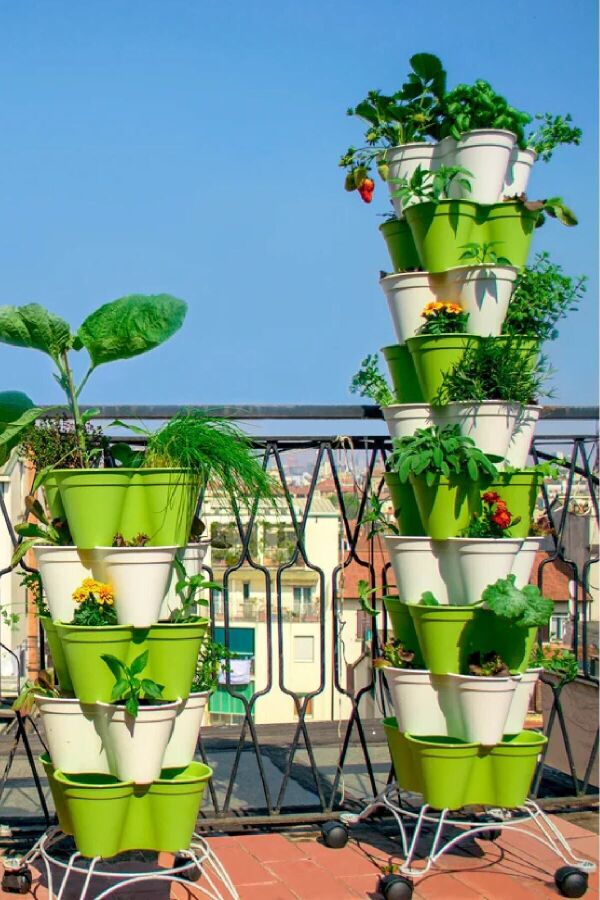 Maydanoz Fidesi 20 Adet - 5