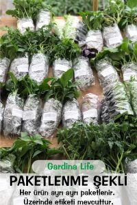 Maydanoz Fidesi 20 Adet - 6