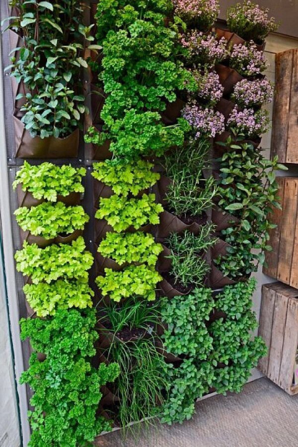 Maydanoz Fidesi 380 Adet - 4