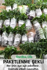 Maydanoz Fidesi 380 Adet - 6