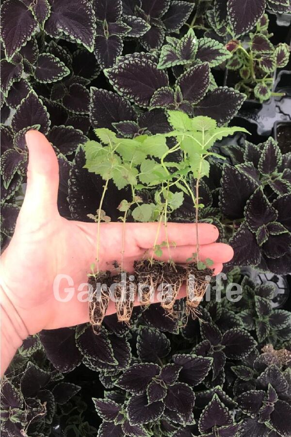 Melisa Fidesi Limon Otu Yoğun Kokulu ( Melissa Officinalis ) 5 Adet - Gardina