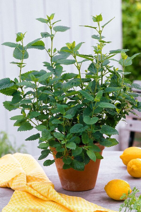Melisa Fidesi Limon Otu Yoğun  ( Melissa Officinalis )  - 2