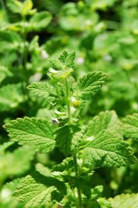 Melisa Fidesi Limon Otu Yoğun  ( Melissa Officinalis )  - 4