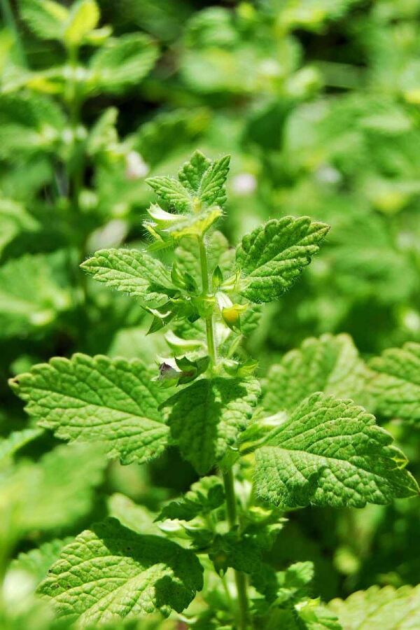 Melisa Fidesi Limon Otu Yoğun  ( Melissa Officinalis )  - 4