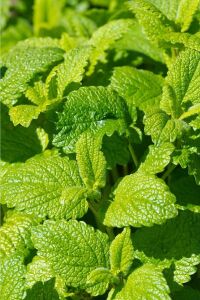 Melisa Fidesi Limon Otu Yoğun  ( Melissa Officinalis )  - 5
