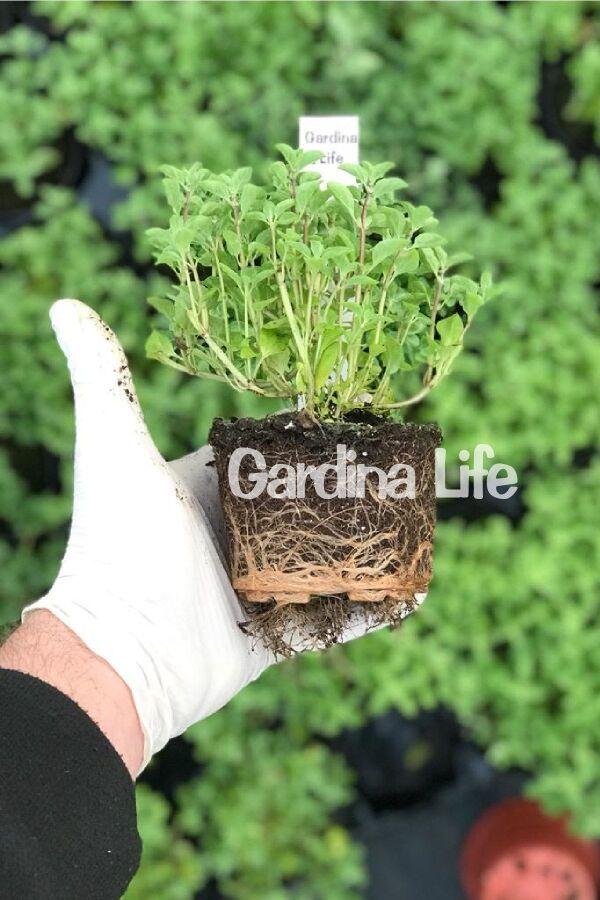 Mercan Köşk Fidesi ( Majorana Hortensis ) Venezia 1 Adet - 2