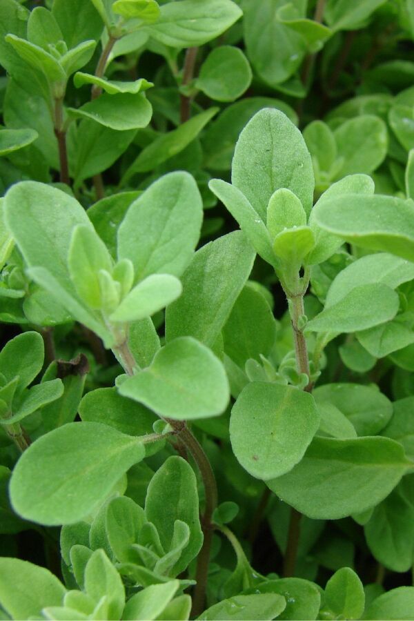 Mercan Köşk Fidesi ( Majorana Hortensis ) Venezia 1 Adet - 3