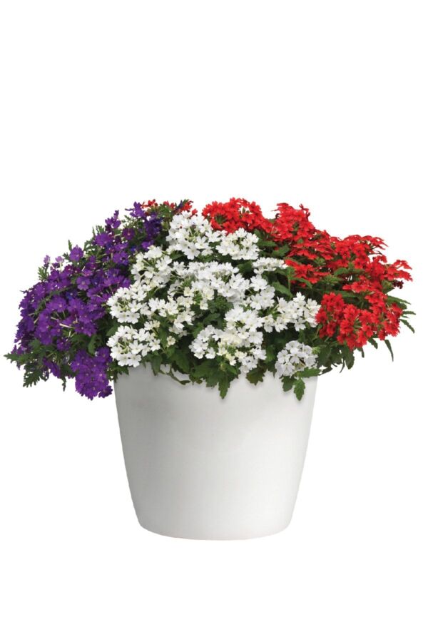 Mine Çiçeği Fidesi Mix 10 Adet Verbena - 