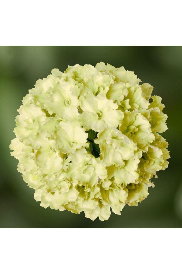 Mine Çiçeği Fidesi Sarkan Tür ( Verbena Peruviana ) Apple Green 1 Adet - 