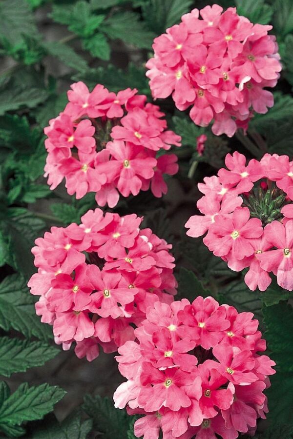 Mine Çiçeği Fidesi Sarkan Tür ( Verbena Peruviana ) Bright Pink 1 Adet - 