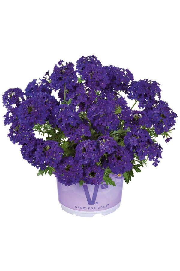 Mine Çiçeği Fidesi Sarkan Tür ( Verbena Peruviana ) Deep Blue 1 Adet - 