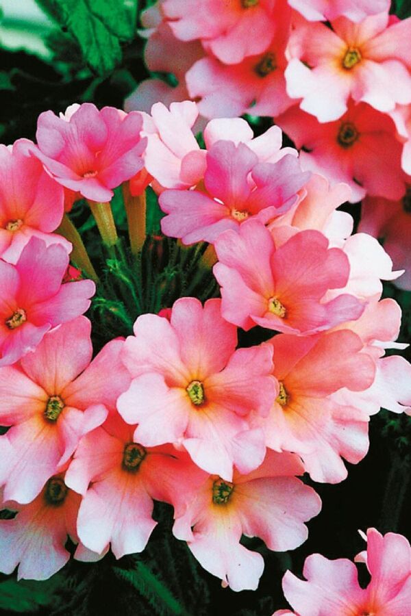 Mine Çiçeği Fidesi Sarkan Tür ( Verbena Peruviana ) Peach 1 Adet - 