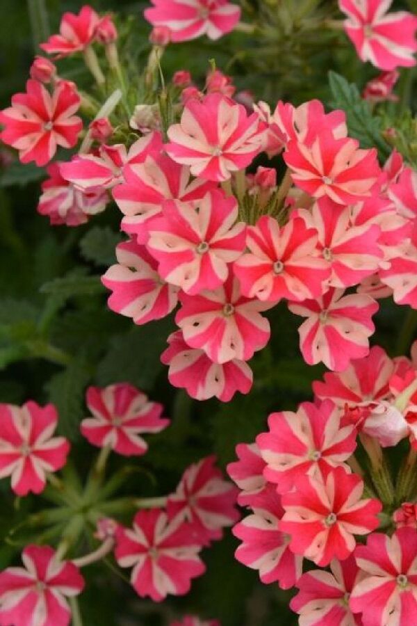 Mine Çiçeği Fidesi Sarkan Tür ( Verbena Peruviana ) Rose Star 1 Adet - 