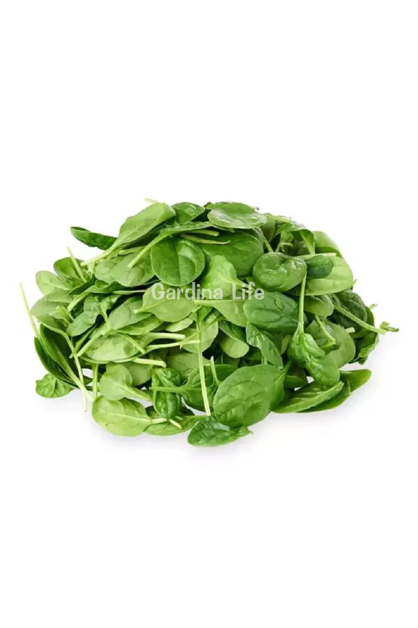 Mini Baby Ispanak Fidesi 10 Adet - Gardina