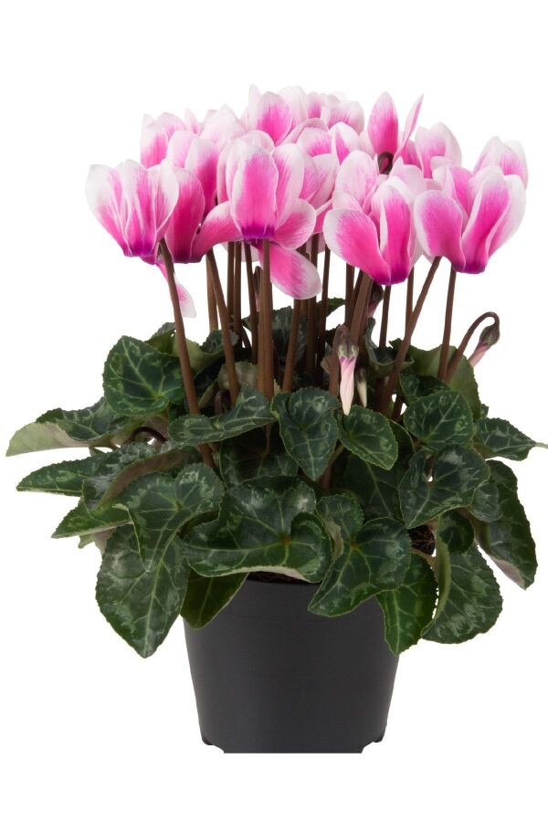 Mini Sıklamen Fidesi ( Cyclamen ) Fuji Neon Pink 1 Adet - 