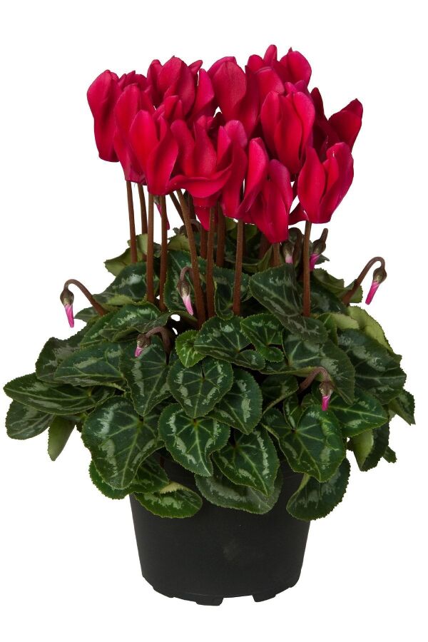 Mini Sıklamen Fidesi ( Cyclamen ) Wine Red 1 Adet - 
