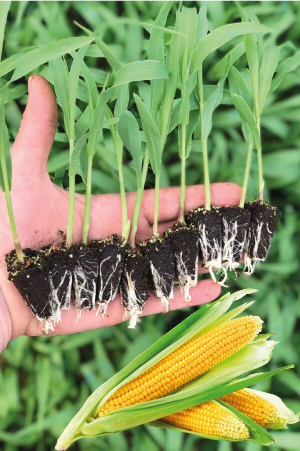 Mısır Fidesi 10 Adet Süt Mısır - Gardina