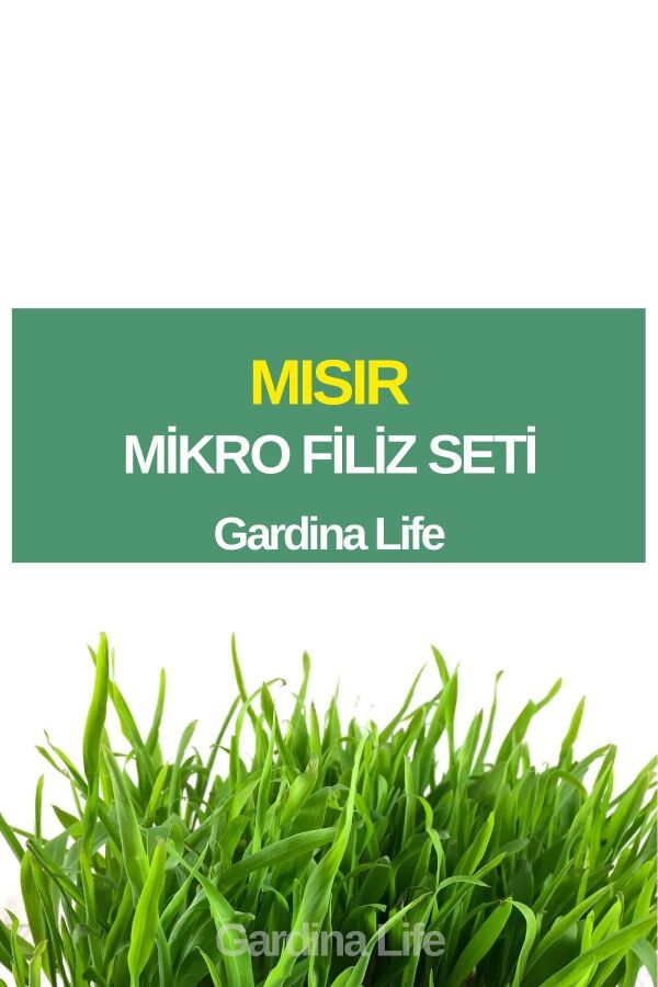 Mısır Mikro Filiz Seti - 