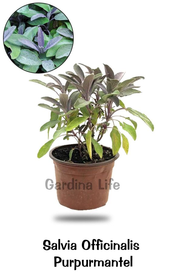 Mor Adaçayı Saksıda ( Salvia Officinalis Purpurmantel ) 1 Adet - Gardina