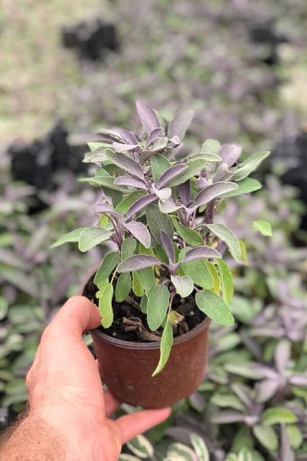 Mor Adaçayı Saksıda ( Salvia Officinalis Purpurmantel )  - 2