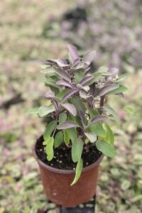 Mor Adaçayı Saksıda ( Salvia Officinalis Purpurmantel )  - 3