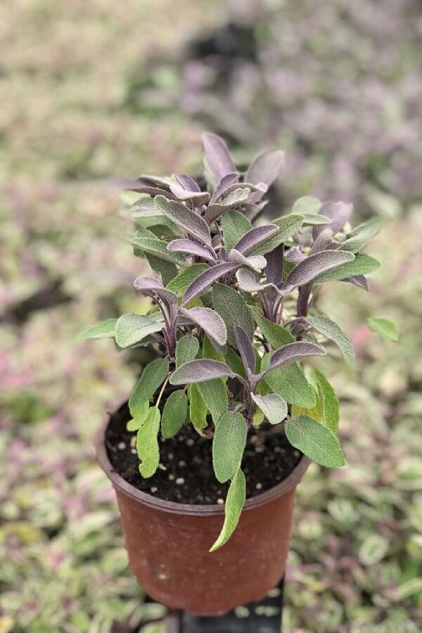 Mor Adaçayı Saksıda ( Salvia Officinalis Purpurmantel )  - 3