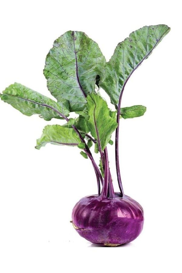 Mor Alabaş Fidesi 10 Adet - 