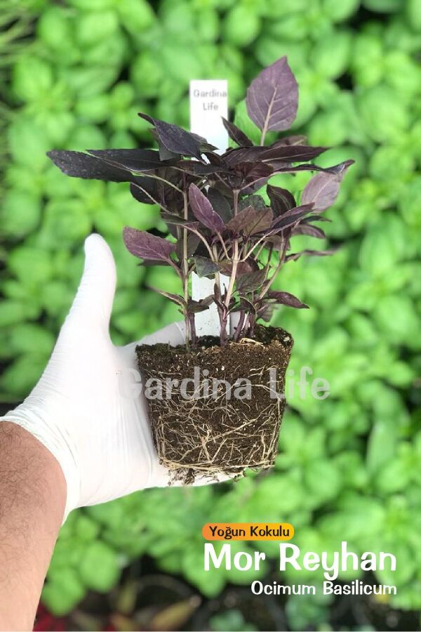 Mor Reyhan 1 Adet Tüketime Hazır - Gardina