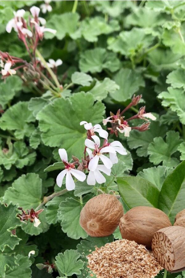 Muskat Kokulu Sardunya Yoğun Kokulu ( Pelargonium Species Odorata ) Nutmeg 1 Adet - 