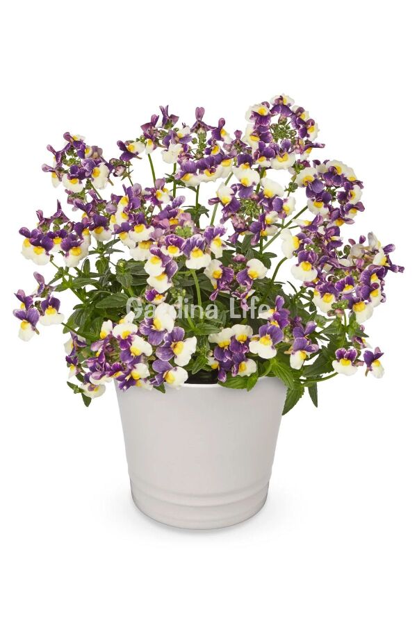 Nemesia Fidesi 1 Adet Blue & Cream ( Nemesia fruticans ) - 