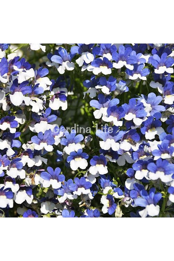 Nemesia Fidesi 1 Adet Blue ( Nemesia fruticans ) - 