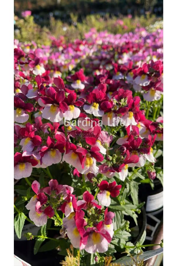 Nemesia Fidesi 1 Adet Burgundy & White ( Nemesia fruticans ) - 