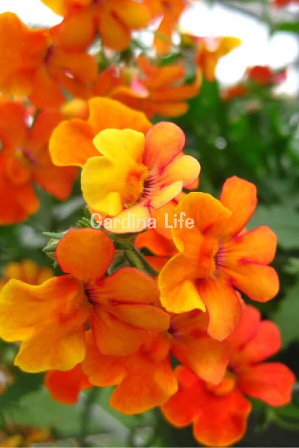 Nemesia Fidesi 1 Adet Orange ( Nemesia fruticans ) - 