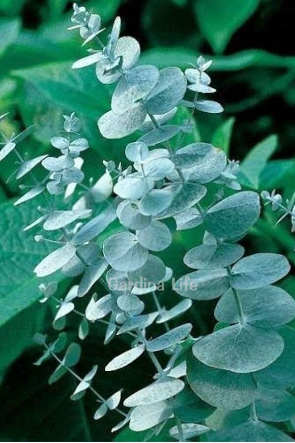 Okaliptüs Fidesi Mentol Kokulu ( Eucalyptus Cinerea ) 5 Adet 153778, one size - 