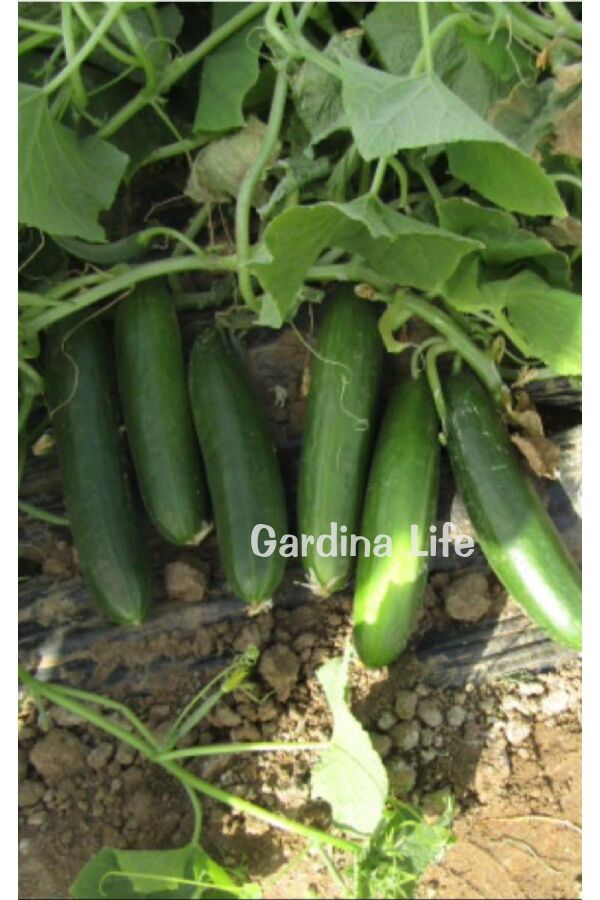 Oturak Salatalık Fidesi 5 Adet - 6