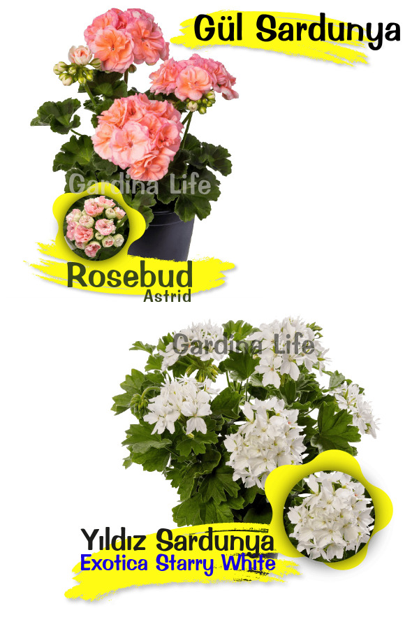 Özel Tür Sardunya Fide Seti 2 Adet - 