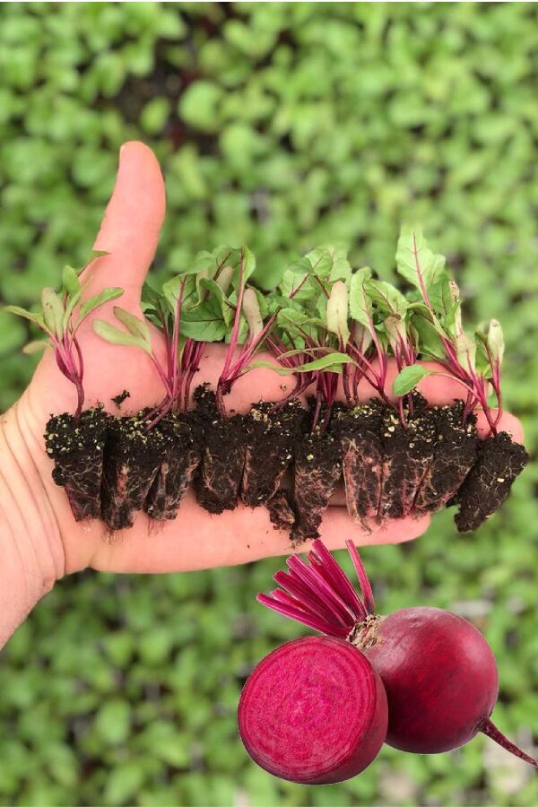 Pancar Fidesi 10 Adet - Gardina