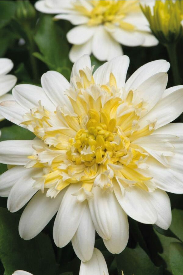 Papatya Fidesi ( Bodrum Papatyası ) Beyaz - Açık Sarı ( Katmerli ) 1 Adet - 