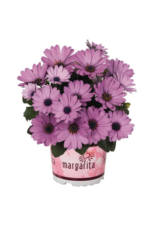 Papatya Fidesi ( Bodrum Papatyası ) Mavi Adet - 