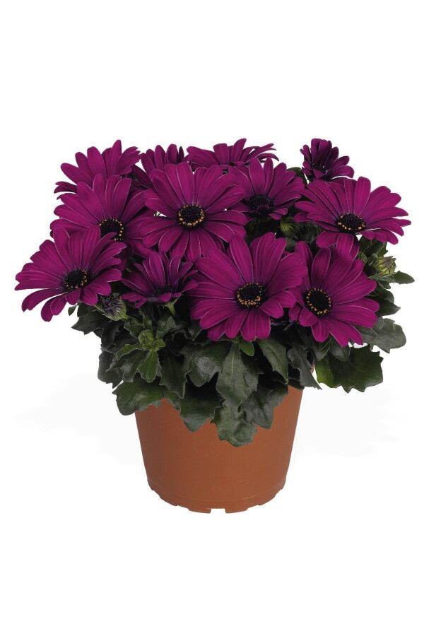 Papatya Fidesi ( Bodrum Papatyası ) Mor 1 Adet - 