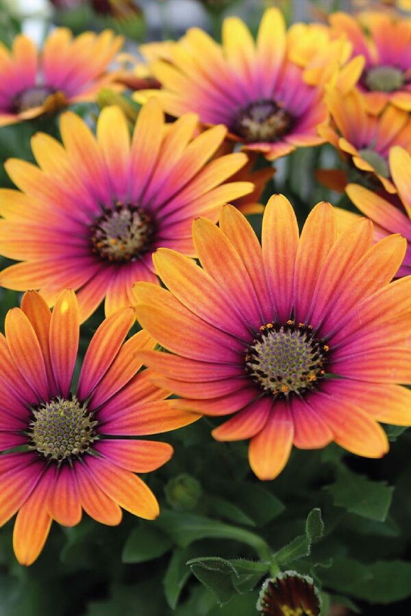 Papatya Fidesi ( Bodrum Papatyası ) Mor - Gold 1 Adet - 