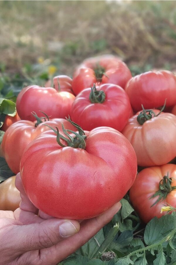 Pembe Domates Fidesi 5 Adet - Gardina