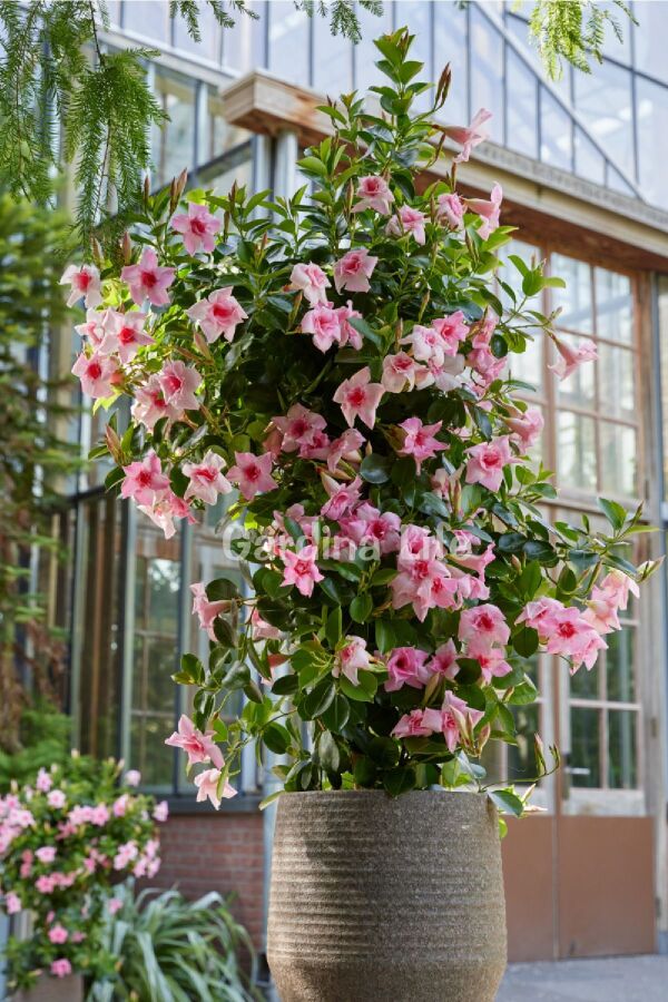 PEMBE Mandevilla  Fidesi Sarmaşık 