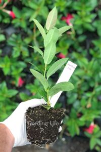 PEMBE Mandevilla  Fidesi Sarmaşık  - 2