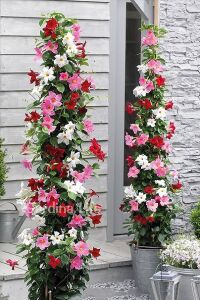 PEMBE Mandevilla  Fidesi Sarmaşık  - 3