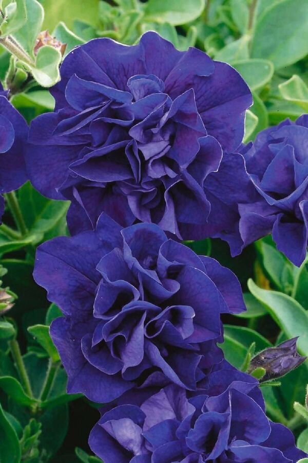 Petunya Fidesi Kokulu Katmerli ( Petunia Atkinsiana Tumbelina ) Belinda 1 Adet - 