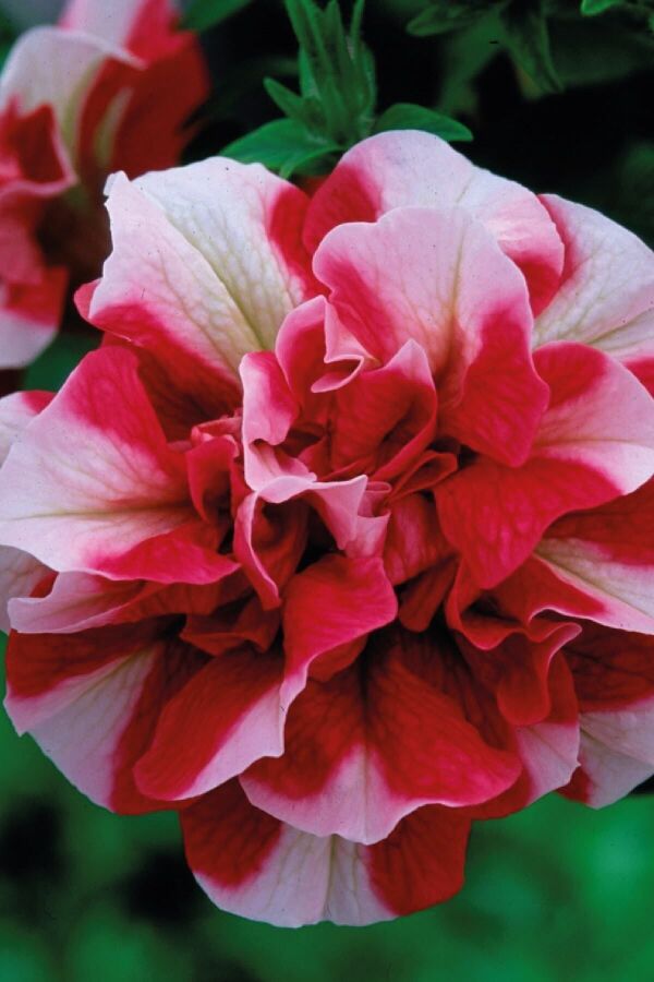 Petunya Fidesi Kokulu Katmerli ( Petunia Atkinsiana Tumbelina ) Cherry Ripple 1 Adet - 