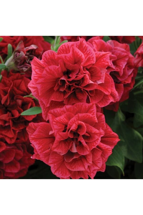 Petunya Fidesi Kokulu Katmerli ( Petunia Atkinsiana Tumbelina ) Inga 1 Adet - 